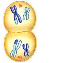 Drawing of an animal cell in telophase.