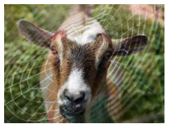 Image is of a goat and a spider web