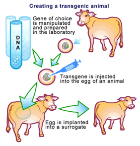 Image shows how Transgenic animals are made. A gene is selected from the DNA of one animal and injected into the egg of another animal. The Egg is implanted into female and the offspring will express the selected gene.