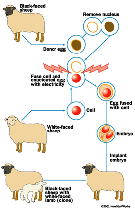 Diagram show how a sheep is cloned. The nucleus of an egg is removed from a black-faced sheep. The nucleus is fused with a cell from a white faced sheep. The egg fused with the cell develops into an embryo and is implanted into a female sheep. Off spring is a white faced clone.”