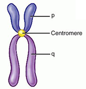 Image is a chromosome with the centromere labeled