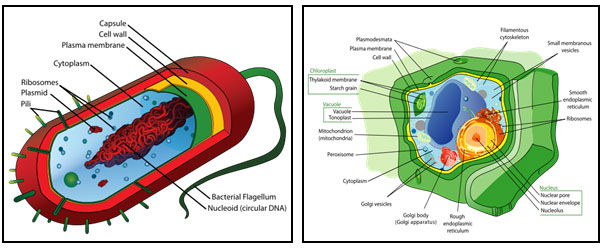 prokaryotic and Eukaryotic   Cell