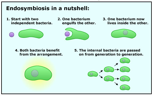 Images shows endosymbiosis where one bacteria engulfing another bacteria