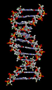 image shows DNA model