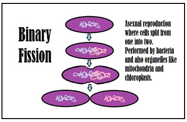 Image is a diagram of binary fission. It shows one cell splitting into two