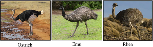 Images show picture of Ostrich, Emu and Rhea birds