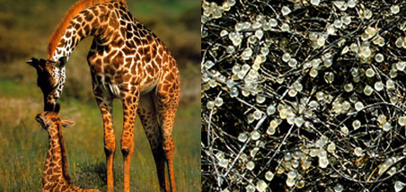 image of giraffes and hundreds of koi fish eggs