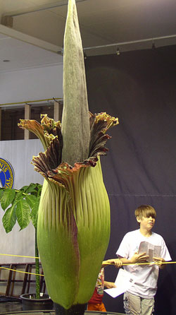 Boy standing next to a corpse flower in a museum