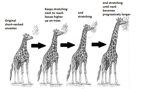 Image shows how Lamarck's thought giraffe's necks changed overtime by stretching