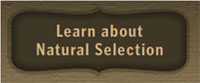 Button with text: Learn About Natural Selection