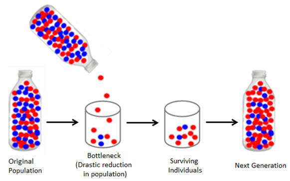Image shows a model of bottleneck effect. In the first bottle there is a mix of blue and red marbles. The next image shows the result of a drastic reduction in population and a few red marbles and only 2 blue marbles. The last image represents the next generation and is a bottle with many red marbles and a few blue marbles
