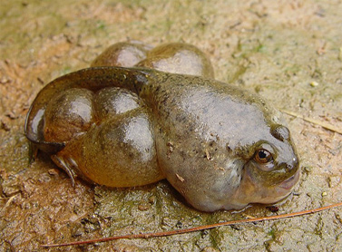 Image is of a frog with a deformed body