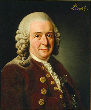 Image is of a painting of Carolus Linnaeus