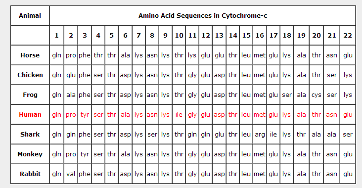 Amino Acid Sequence Chart