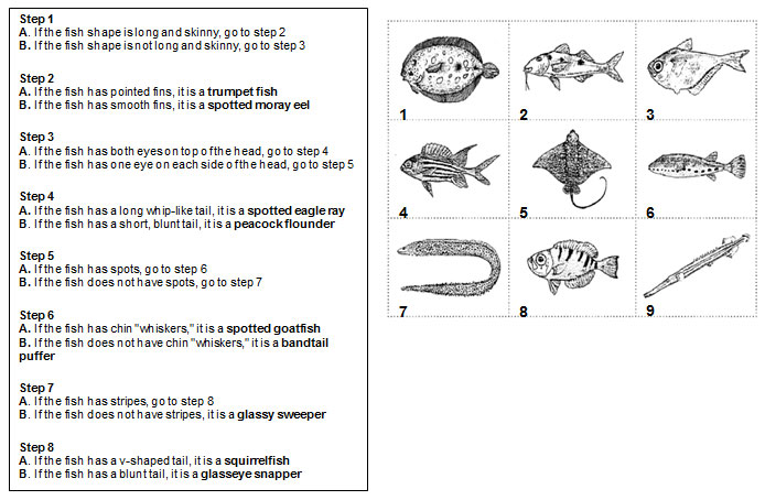 dichotomous-key-worksheet-answers-doce-espera-doce