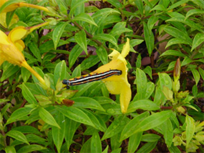 heterotrophic organisms