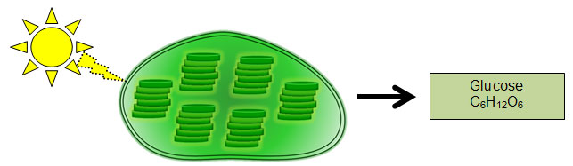 Image shows a chloroplasts with radiant energy going in and glucose going out