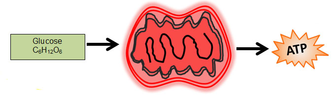 Image shows a mitochondria with glucose going in and ATP going out.