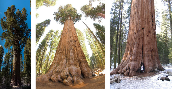 sequoia tree height