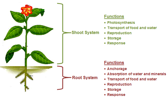 homework plant systems interactions