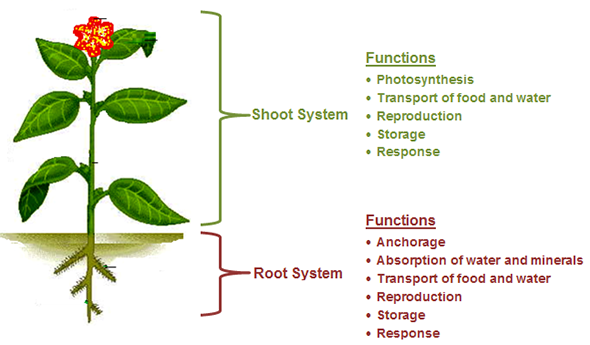 Organisms and Environments&#8212;Levels of Organization | Texas Gateway