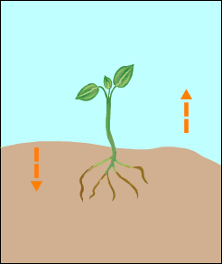 Animation shows plant shoot growing upward and the roots growing downward.