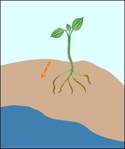 Animation shows plant growing toward water.