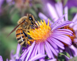 Image shows a bee pollinating a flower