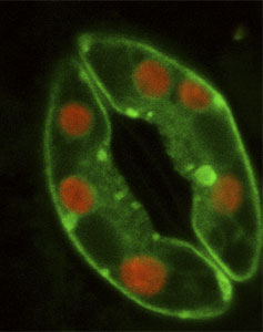 Image shows a plant stomata opening