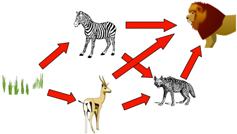 This image shows a food web in which a zebra and a gazelle eat grass. The Zebra and gazelle are eaten but the hyena, and lion. The hyena is also eaten by the lion.