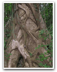 Strangler fig growing on another tree.