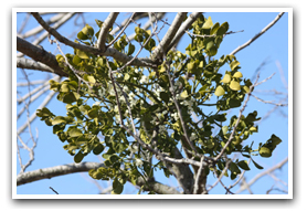 photo of mistletoe on tree