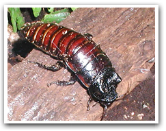 photo of african hissing cockroach