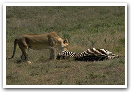 photo: lion feeding on zebra