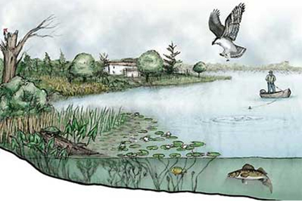 Image is of a lake scene. There is a man fishing in a boat and an eagle flying overhead. There is a turtle basking on a log and lily pads floating on the surface of the water with fish hiding beneath them. In the distance there is a house and trees.
