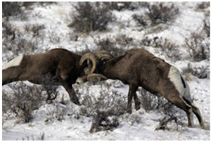 Image 1: Big Horned Sheep rams fighting