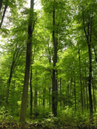 Image 2: thick forest of trees