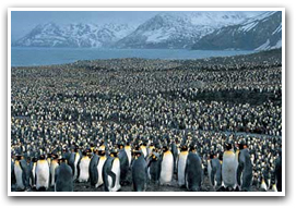 Image 3: large group of penguins