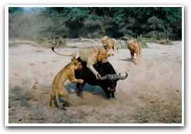 Pride of lions attacking a water buffalo.