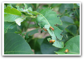 Insects eating the green leaves of a plant