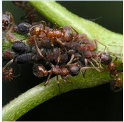 Ants on an acacia plant.