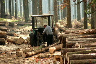 image is trees being cut down in a forest