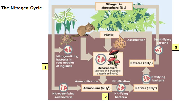 Image is a diagram of the nitrogen cycle
