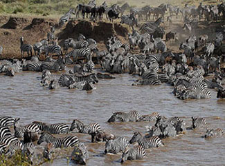 Image shows zebras migrating