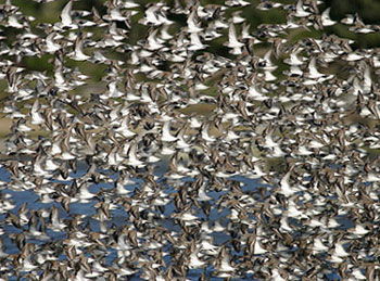 Image shows a flock of birds migrating