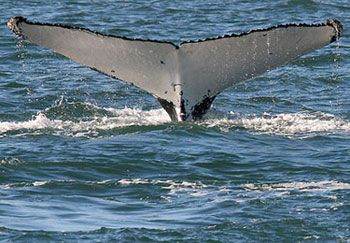 Humpback Whale tail fluke