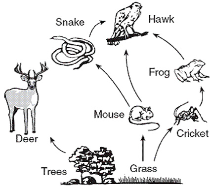 Untitled Document [www.ontrack Biology Diagrams