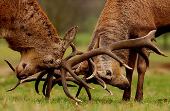 Two male deer fighting