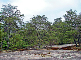 Image is of small soft wood trees growing