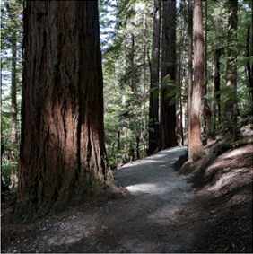 Image is of very large hardwood trees